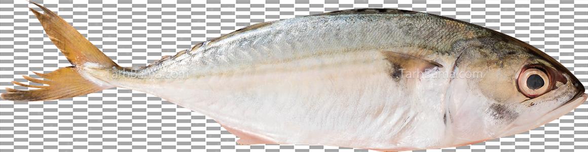 تصویر با کیفیت ماهی شوریده